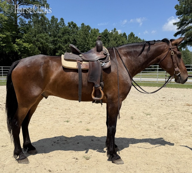 "Bay " Bay Gelding Draft - Draft in North Carolina