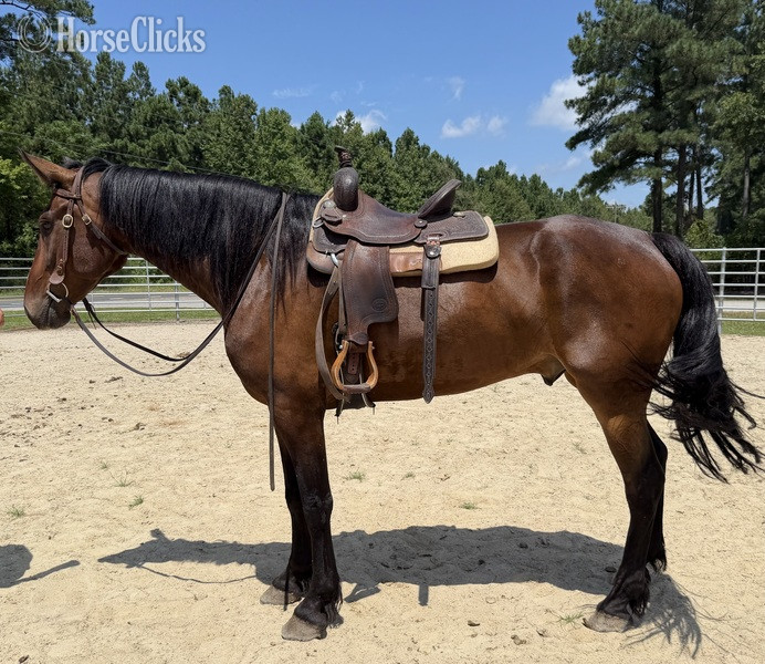 "Bay " Bay Gelding Draft - Draft