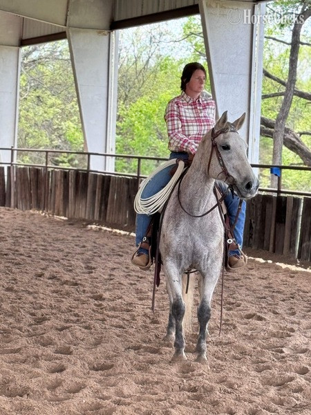 "Stash" Grey Gelding Draft in Texas