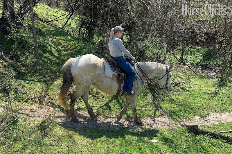 "Stash" Grey Gelding Draft