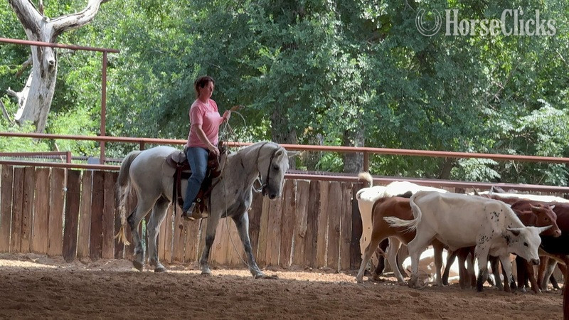 Texas "Stash" Grey Gelding Draft