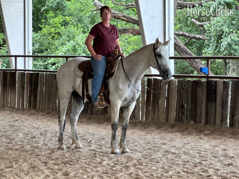 "Stash" Grey Gelding Draft - Draft in Texas