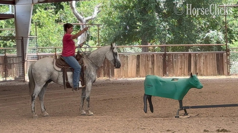 "Stash" Grey Gelding Draft - Draft