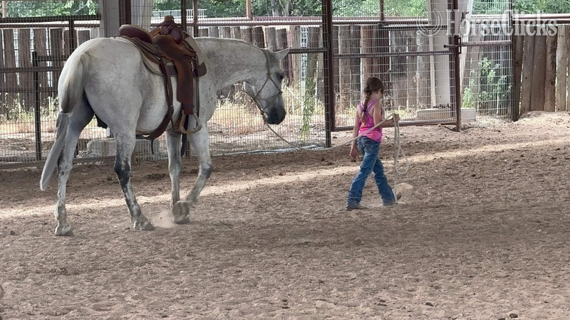 "Stash" Grey Gelding Draft Texas