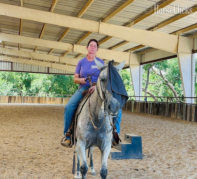 Draft - "Stash" Grey Gelding Draft in Texas