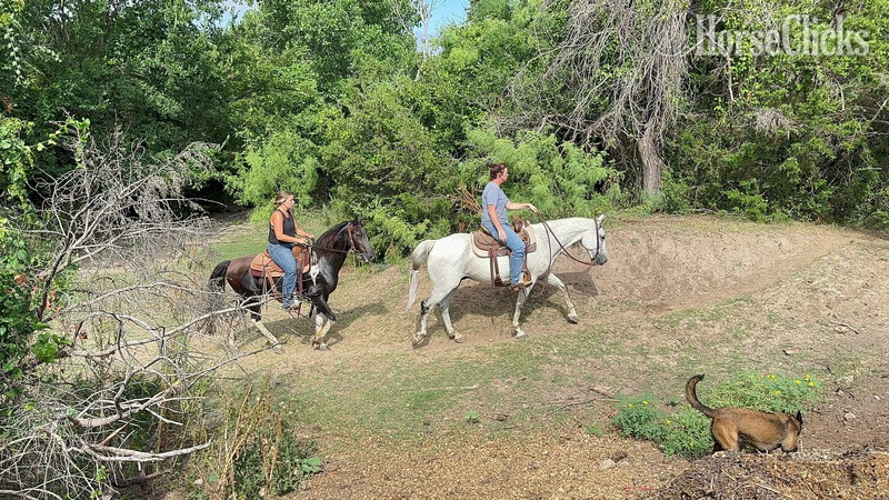 Draft - "Stash" Grey Gelding Draft