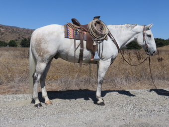"JET BLUE BLACKBURN" Grey Gelding Quarter Horse