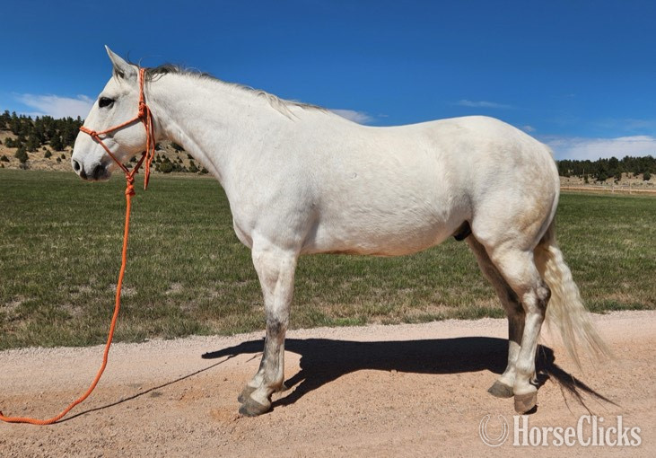 "JET BLUE BLACKBURN" Grey Gelding Quarter Horse