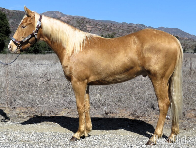 "MC AWESOME OAK" Palomino Gelding Quarter Horse in California