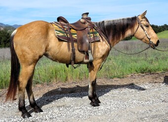 "SEDONA" Buckskin Mare Quarter Horse