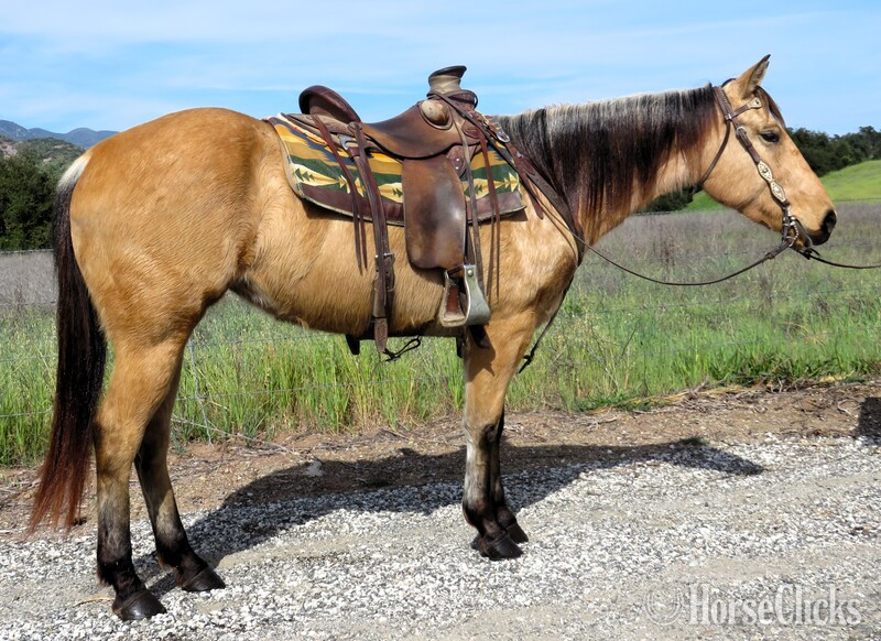 "SEDONA" Buckskin Mare Quarter Horse in California