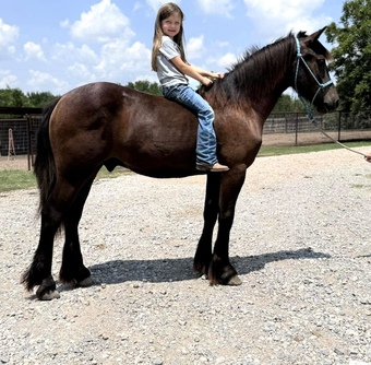 "Commander" Black Gelding Gypsy Vanner