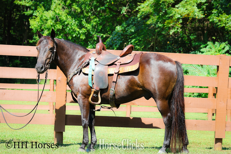 "COAL DUST " Black Gelding Kentucky Mountain in Kentucky
