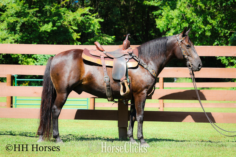 "COAL DUST " Black Gelding Kentucky Mountain