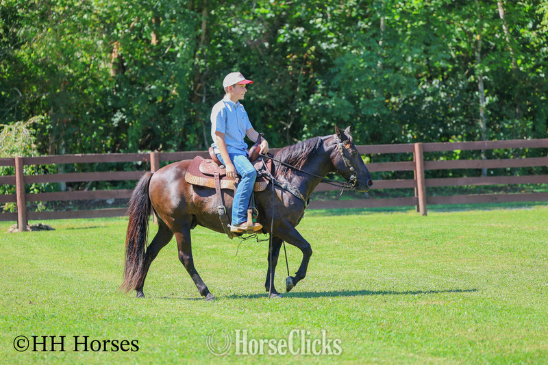 Kentucky "COAL DUST " Black Gelding Kentucky Mountain