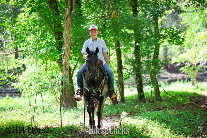 "COAL DUST " Black Gelding Kentucky Mountain Kentucky