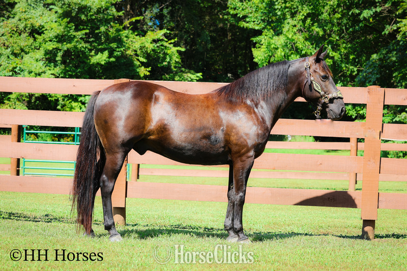 Kentucky Mountain - "COAL DUST " Black Gelding Kentucky Mountain in Kentucky
