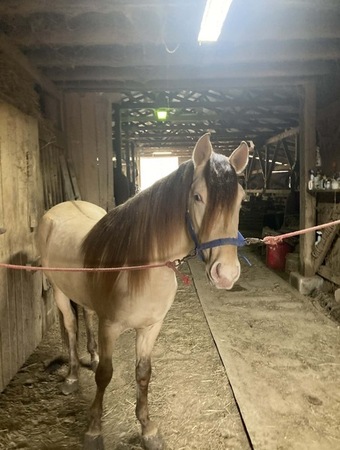 "MCF?S Maximus " Grulla Colt Rocky Mountain