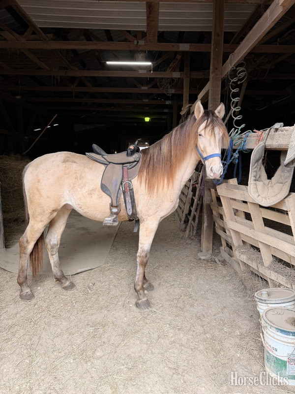 "MCF?S Maximus " Grullo Colt Rocky Mountain Kentucky