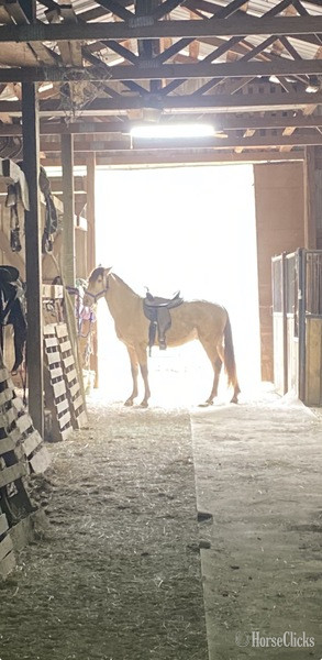 "MCF?S Maximus " Grullo Colt Rocky Mountain