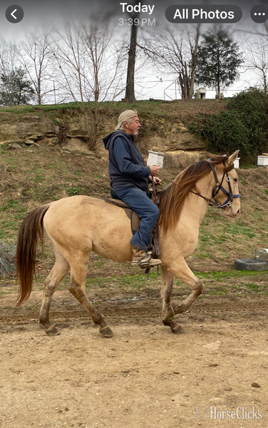 Kentucky "MCF?S Maximus " Grullo Colt Rocky Mountain