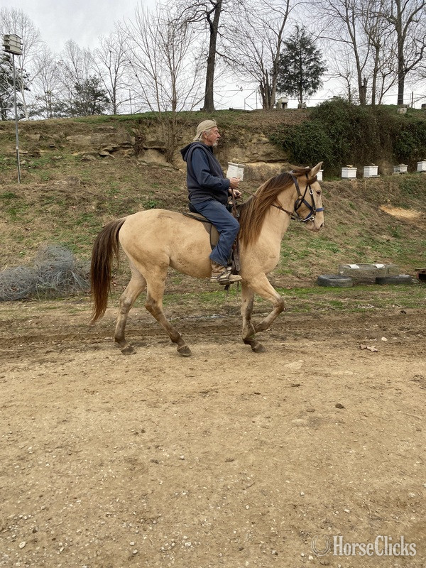 "MCF?S Maximus " Grullo Colt Rocky Mountain - Rocky Mountain in Kentucky