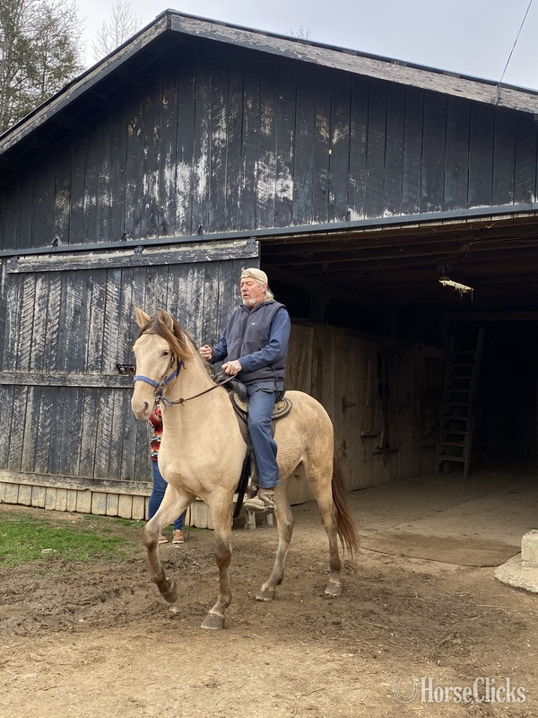 "MCF?S Maximus " Grullo Colt Rocky Mountain - Rocky Mountain
