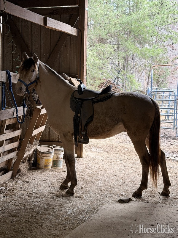 Rocky Mountain - "MCF?S Maximus " Grullo Colt Rocky Mountain in Kentucky