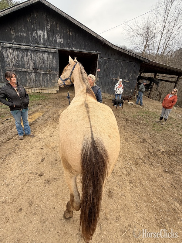 Rocky Mountain - "MCF?S Maximus " Grullo Colt Rocky Mountain