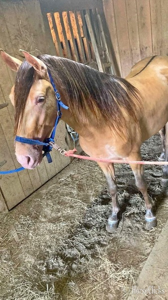 "MCF?S Maximus " Grullo Colt Rocky Mountain in Kentucky