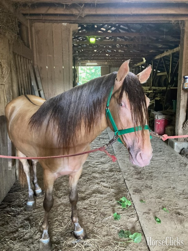 "MCF?S Maximus " Grullo Colt Rocky Mountain in Kentucky