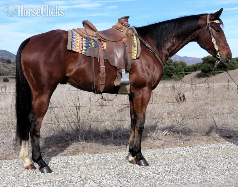 "SV IRON OUTHE DETAIL" Bay Gelding Quarter Horse in California