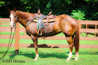 "LETTYS DAZZLING STAR" Sorrel Mare Paint