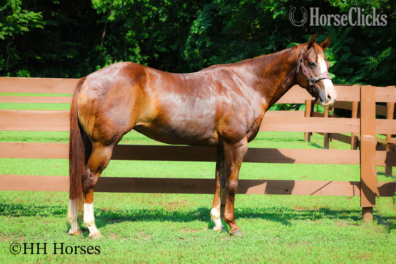 Paint - "LETTYS DAZZLING STAR" Sorrel Mare Paint in Kentucky