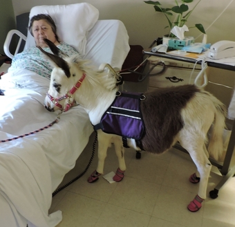 "Therapy Horse Newsletter" Mare American Miniature