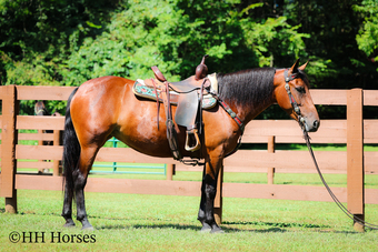 "CAT NIP" Bay Mare Friesian