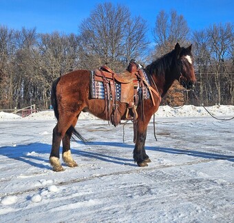 "Sanchez " Bay Gelding Quarter Pony