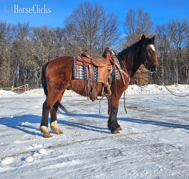 "Sanchez " Bay Gelding Quarter Pony in Minnesota