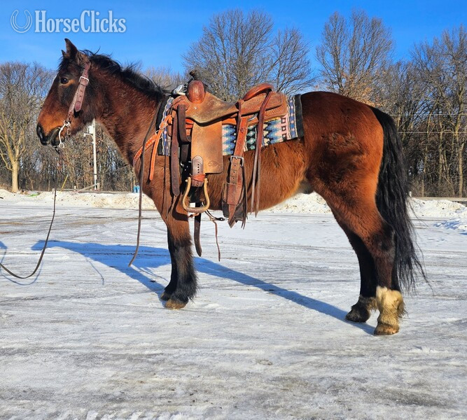 "Sanchez " Bay Gelding Quarter Pony