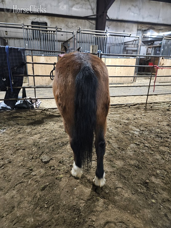 Minnesota "Sanchez " Bay Gelding Quarter Pony