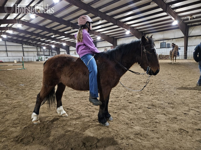 "Sanchez " Bay Gelding Quarter Pony - Quarter Pony in Minnesota