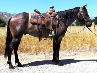 "LEVI" Bay Roan Gelding Draft