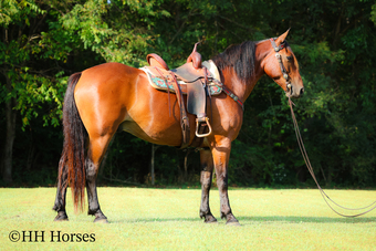 "SF CHUNKY" Bay Gelding Cleveland Bay