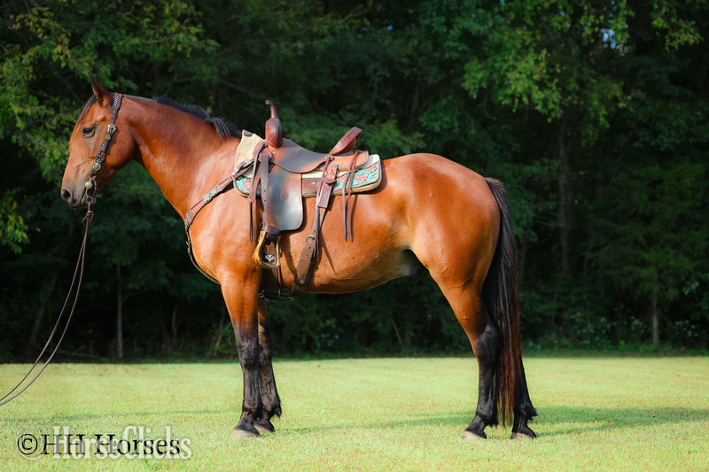 "SF CHUNKY" Bay Gelding Cleveland Bay