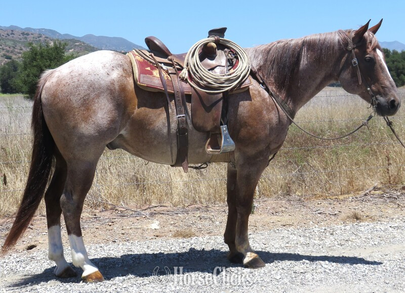 "C BOOGER ILLUMINATOR" Red Roan Gelding Quarter Horse in California