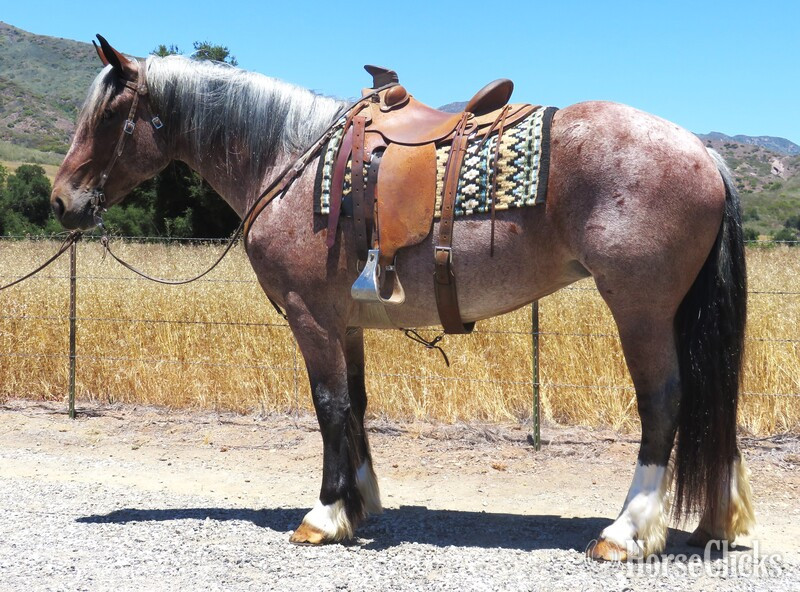 "LARGE MARGE" Red Roan Mare Draft in California