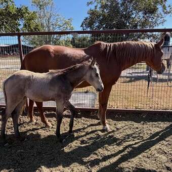 "Carley" Sorrel Mare Quarter Horse