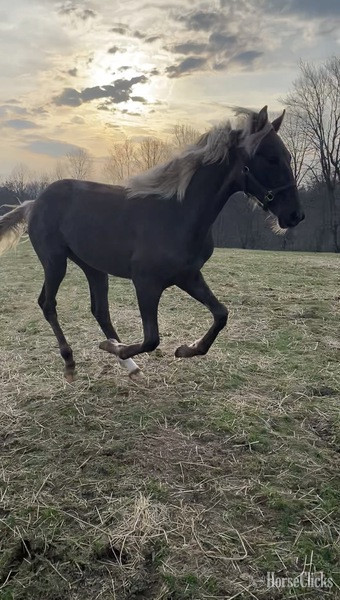 Kentucky "44 Magnum " Chocolate Colt Rocky Mountain