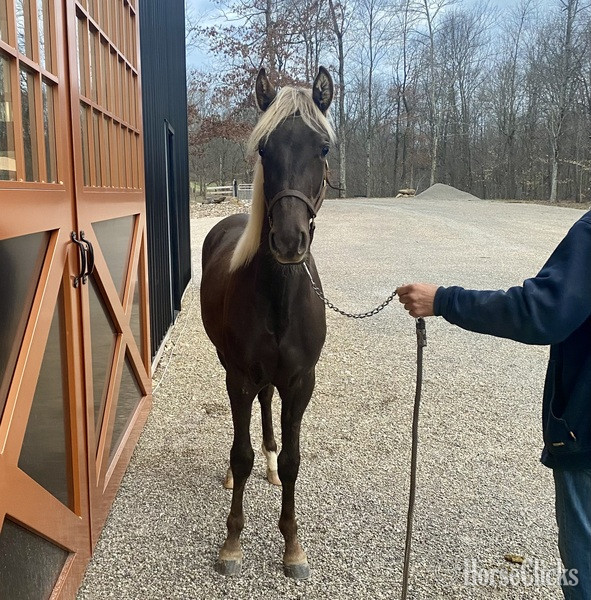 "44 Magnum " Chocolate Colt Rocky Mountain - Rocky Mountain in Kentucky