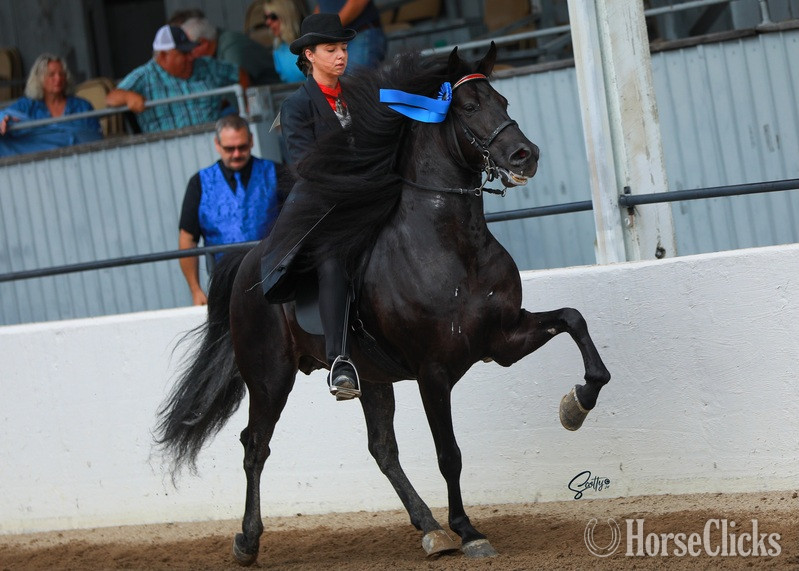 "44 Magnum " Chocolate Colt Rocky Mountain - Rocky Mountain